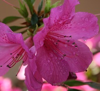 Garden Services Midstream