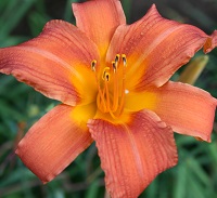 Garden Services Midstream