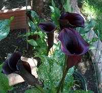 Garden Services Midstream