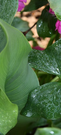 Garden Services Midstream