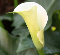 Garden Services Midstream
