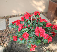 Garden Services Midstream
