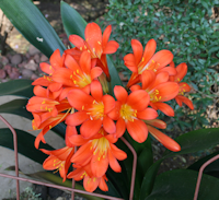 Garden Services Midstream